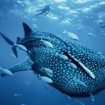 A behemoth of the sea passes by in Thailand