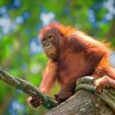 Visit the Sepilok Orang Utan Rehabilitation Centre in Sabah