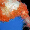 A hairy ghostpipefish, Ribbon Reefs