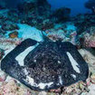 A marbled stingray (Taeniura meyeni)