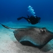 A Scuba diver with sting ray