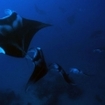 Manta rays at the Southern Atolls