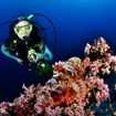 A scuba diver spots a scorpionfish