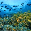 Snappers and unicornfish in Haa Alifu Atoll