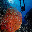 Diving in the Andaman Sea