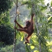 In the Malaysian Borneo rainforest