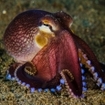 Octopus are common creatures on the reefs of Bangka