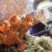 A giant frogfish at Kapalai, Sabah