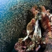 Huge lionfish and glassfish at the Kingcruiser Wreck