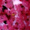 Sea spider on a spiky soft coral in the Andaman Sea