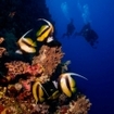 Bannerfish on the wall at Brothers