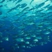 A school of bigeye trevally, Angel Reef