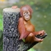 A baby sits poingnantly on a logged tree