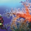 Diving in the Coral Sea