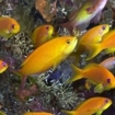 Golden anthias in the Maldives