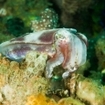 Broadclub cuttlefish at Silale