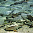 Juvenile blacktip reef sharks in Lankayan Island