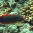 Yellowtailed coris in Kona