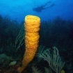 A yellow tube sponge in the Queen's Gardens, Cuba