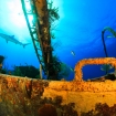 A shark swims overhead in Nassau