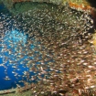 Glassfish in an overhang at Woodhouse Reef