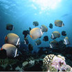 Redtail butterflyfish in Bali, Indonesia