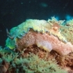 Nudibranchs can be found on the wrecks here