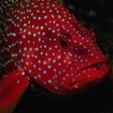 A coral grouper, Premchai Wreck