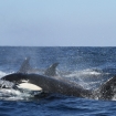 Orcas, or killer whales, feed in the harvest