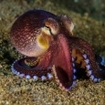 A Lembeh octopus, Sulawesi