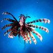 Lionfish, Khao Lak, southern Thailand