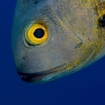 Midnight snapper (Macolor macularis), Roma