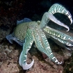 A pharoah cuttlefish in Oman