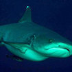 A pregant whitetip reef shark at Batu Bolong