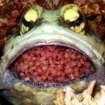 A jawfish with eggs at Lankayan, Sabah