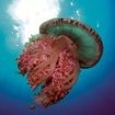 A crown jellyfish at the Great Barrier Reef, Australia