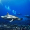 Diving with a pod of dolphins in the Sudanese Red Sea