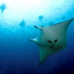 Manta rays in the Solomons