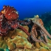 Mating octopus at Coral Reef