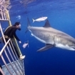 Thrilling shark encounters at Guadalupe Island