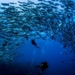 Diving with trevally in Australia