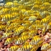 A school of convict tang in the Indian Ocean