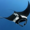 Pacific manta ray at Las Catalinas