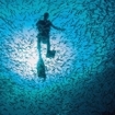 A diver with silversides