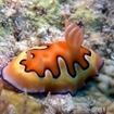 Nudibranch Goniobranchus coi