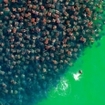 Thousands of mobula rays congregate in the Gulf of California