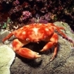 A crab at Maldives' Lhaviyani Atoll