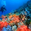 Apo Island reef scene