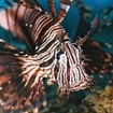 Close-up of the fleshy filaments below the mouth