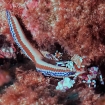 Harlequin shrimp, a precious find in Costa Rica